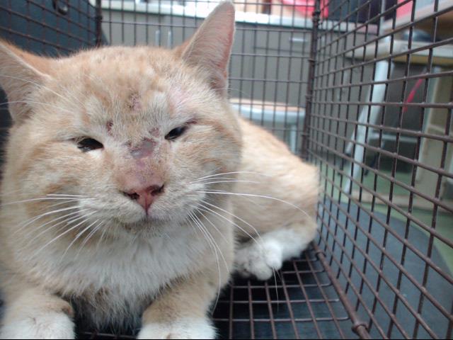 PeterAskin1's tweet photo. Buff tabby boy Mr. Magoo #A730873 at the #DevoreCA shelter has been thru the wars and needs a life of peace &amp; tranquility! Must be saved first &amp; by 01/28 at 2pm! Pledge for rescue/share/save this big ol' Tomcat! Phone: (909) 386-9820 - press 0 VERY URGENT
https://t.co/EGhPb9PQSB https://t.co/WnLwjzjspm