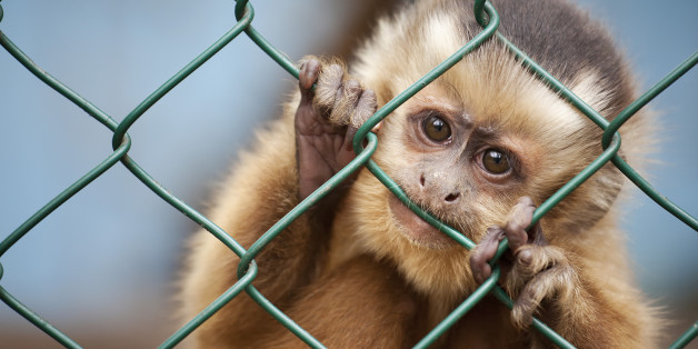 Peanutnoir04's tweet photo. Animals in labs suffer pain from protocols, but also stress from day to-day laboratory life. #OpAnimalTesting #StopAnimalTesting https://t.co/EUogMGBONh