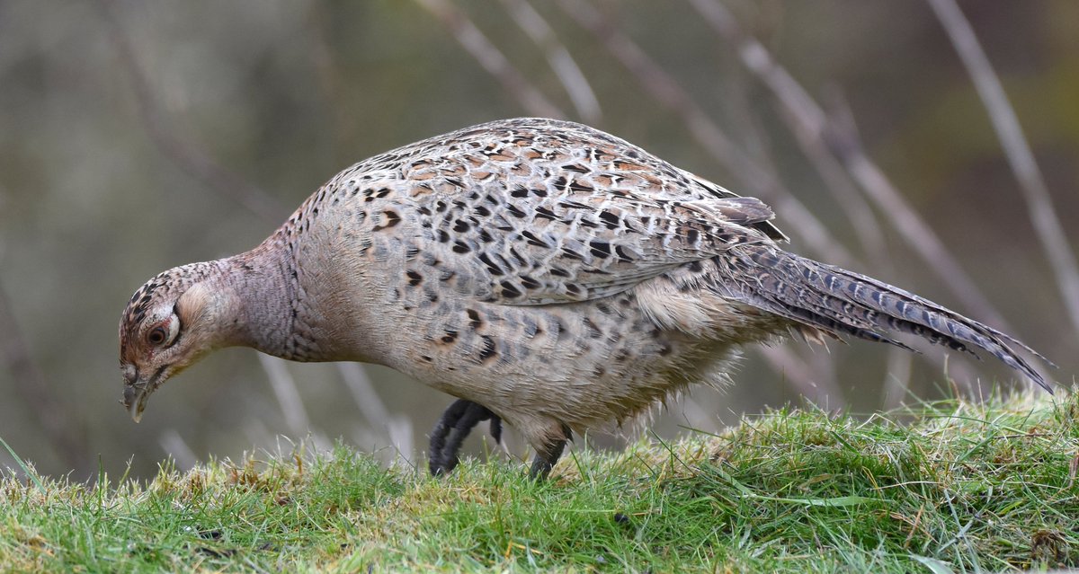 56. Pheasant (Female)  #BigGardenBirdWatch