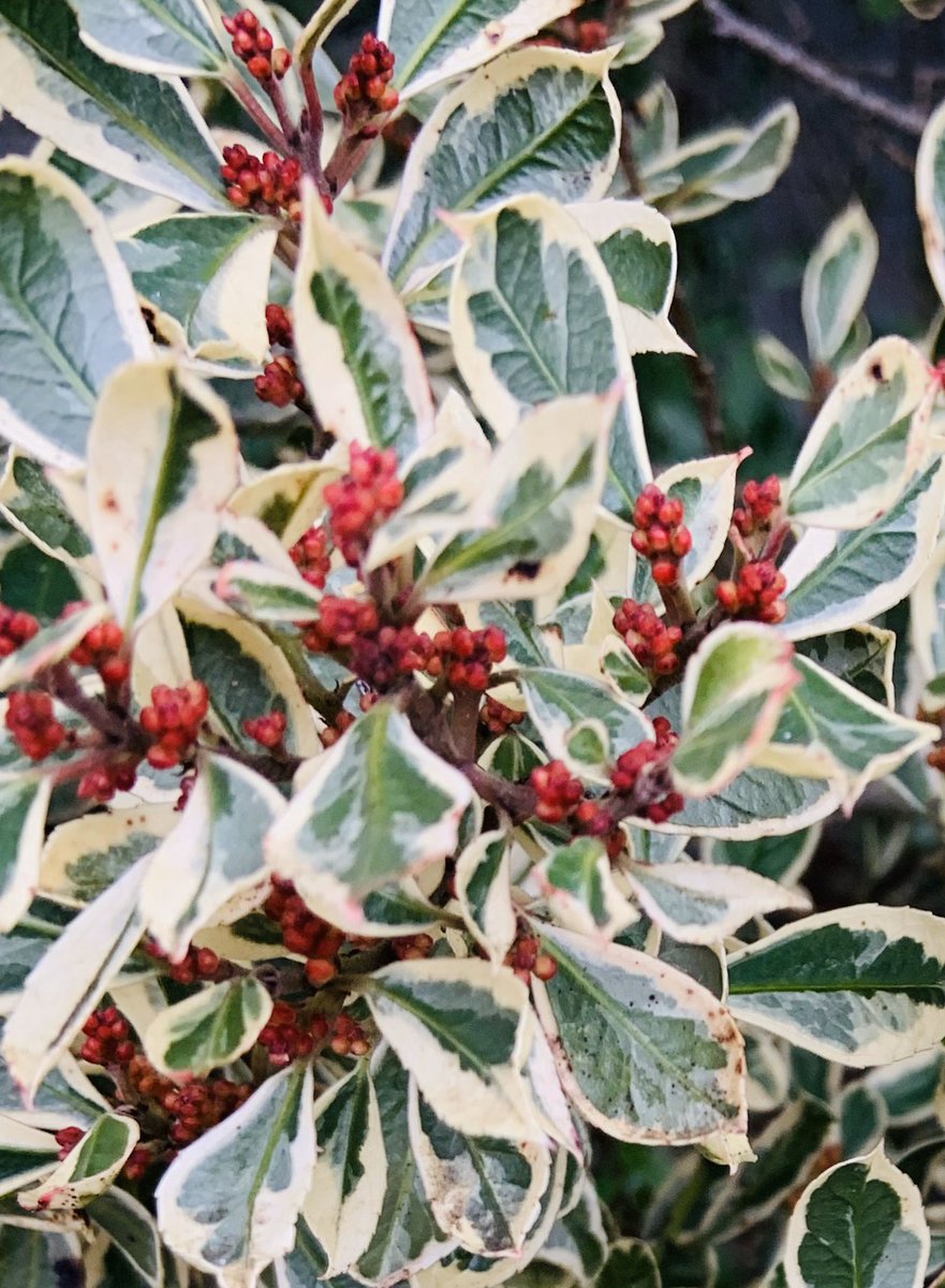 SkylarkArtist's tweet photo. Rubies in the Leaves...
#winterfloweroutnow #Rhamnus #wintergarden
๐ฑโฆ๏ธ๐ฑโฆ๏ธ๐ฑโฆ๏ธ๐ฑ https://t.co/0uoKHL826j