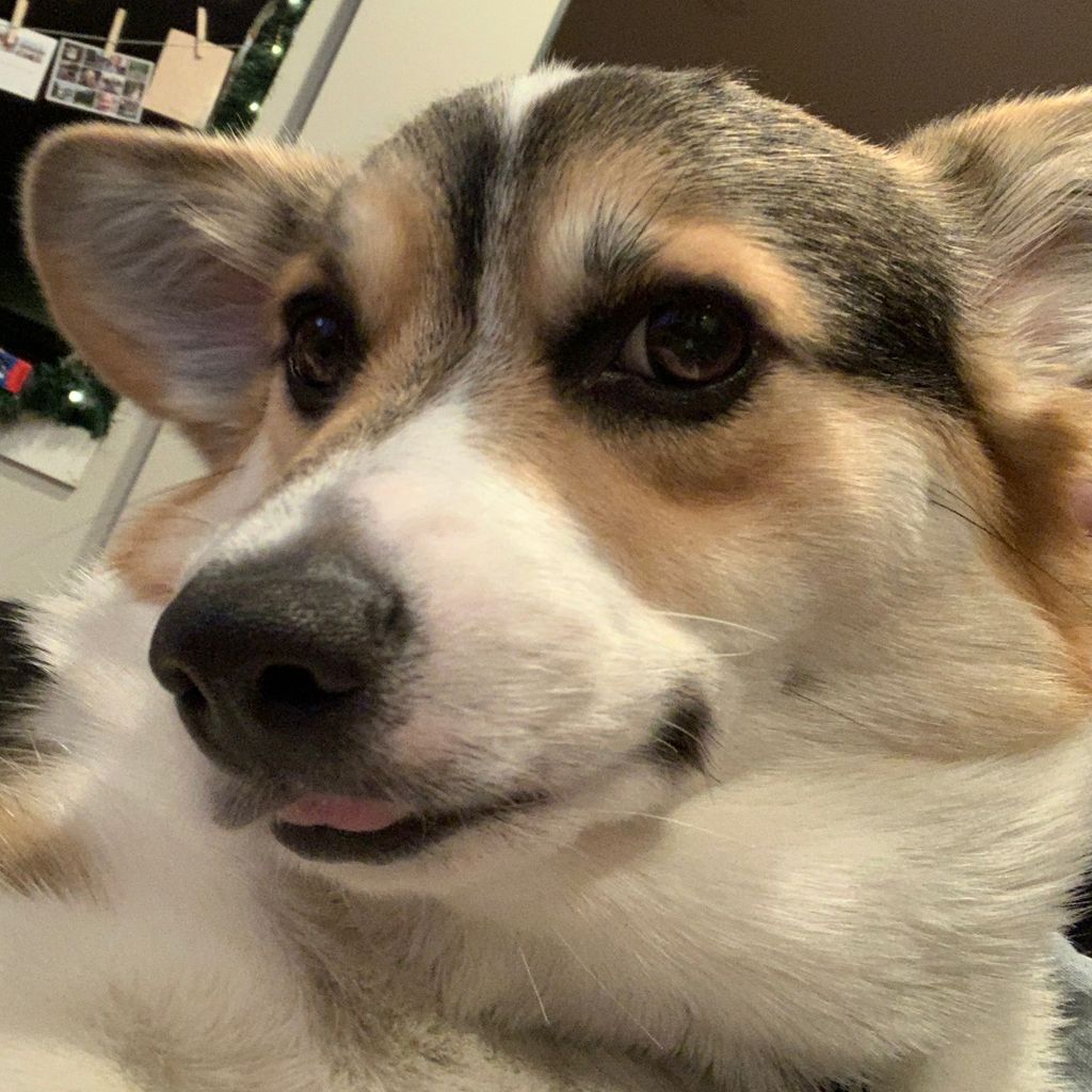 snocorgi's tweet photo. Mom says my tongue is stuck. I say maybe I’m sending a message about I feel about you always taking photos. #blep #corgi #tricolorcorgi #paintmelikeoneofyourfrenchgirls https://t.co/wU0MOu5t9U