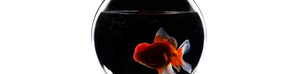 Simones_Account tweet picture
