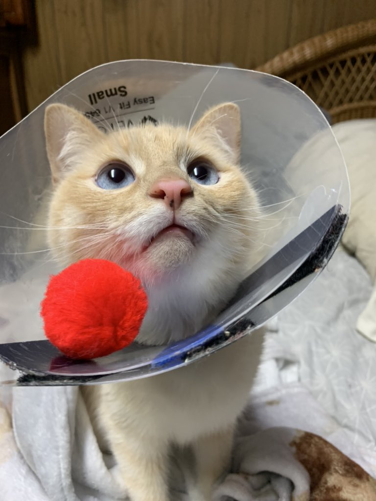 CatNamedBean's tweet photo. We never posted about it on twitter but Bean is recovering well from gashing his little tail open. Look at that said cone of shame face 😭🐱 https://t.co/sFzUiZtqir
