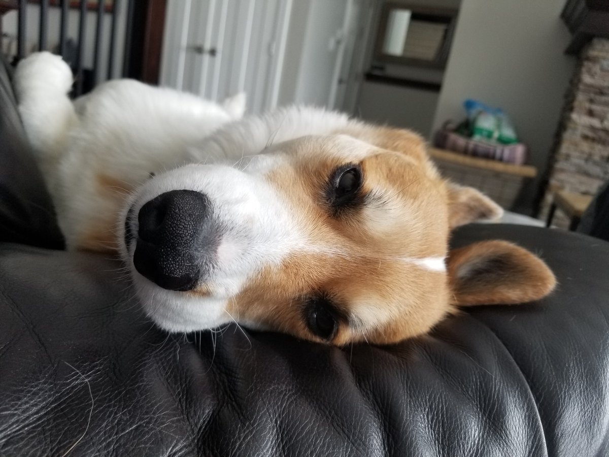 Tank_the_Corgi tweet media