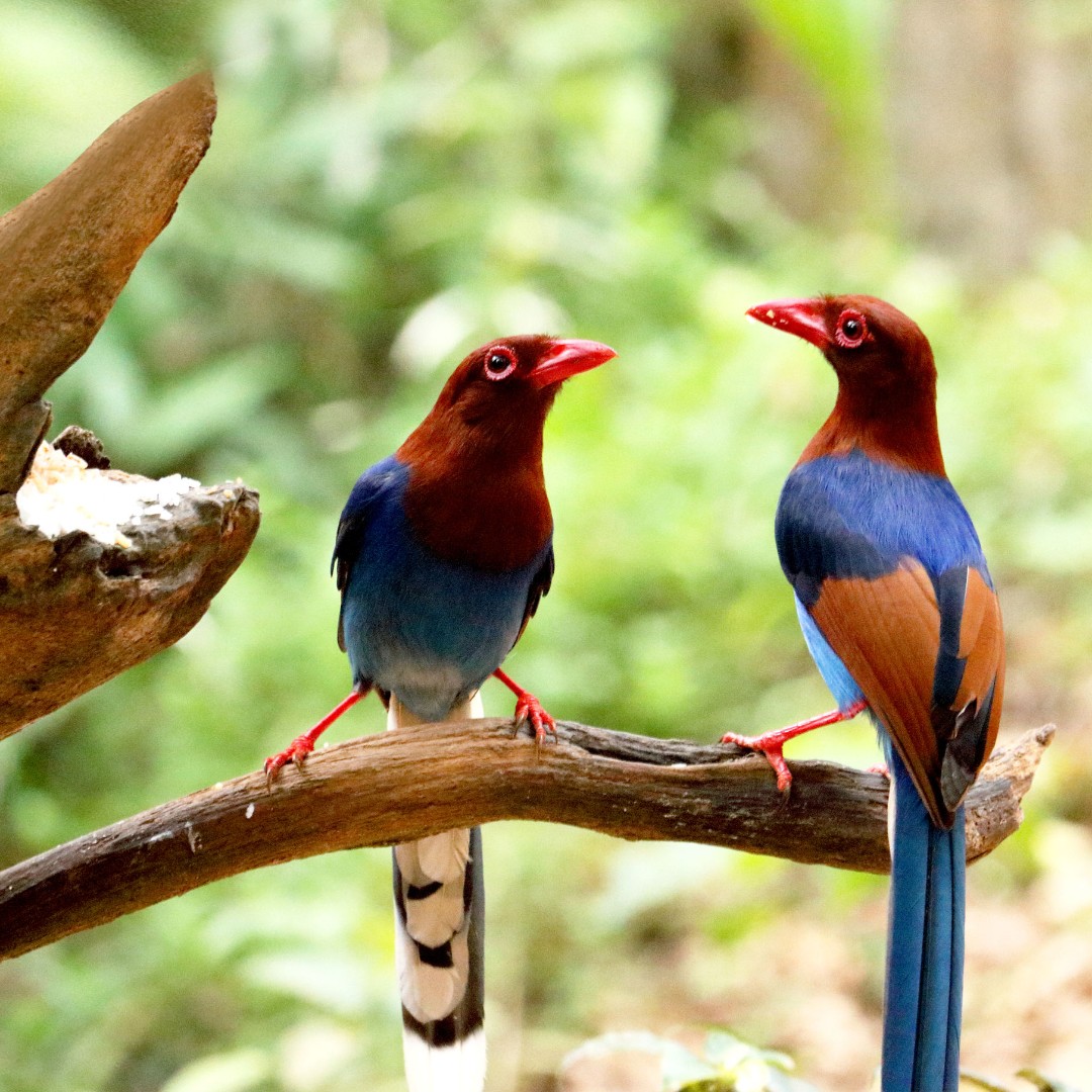 Vanverre's tweet photo. Dé bestemming om de meest bijzondere vogels te spotten is Sri Lanka. Collega Wim weet de beste spots en periodes om heen te gaan: https://t.co/6BEzyn5Vcq
.
.
.
.
.
#srilanka #vogelspotten #tuinvogeltelling #vogels #vogelnieuws #natuur #spotten #vogelreis #srilankareis #verrereis https://t.co/273gb02jak
