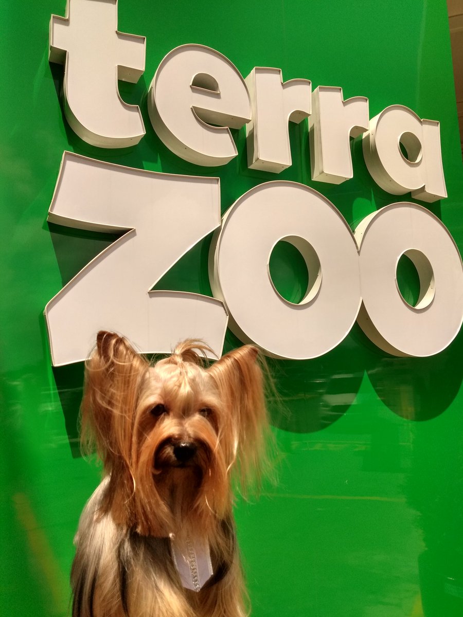 jbveterinario's tweet photo. #terrazoo Dobby Skywalker https://t.co/AmVzEb6OZP