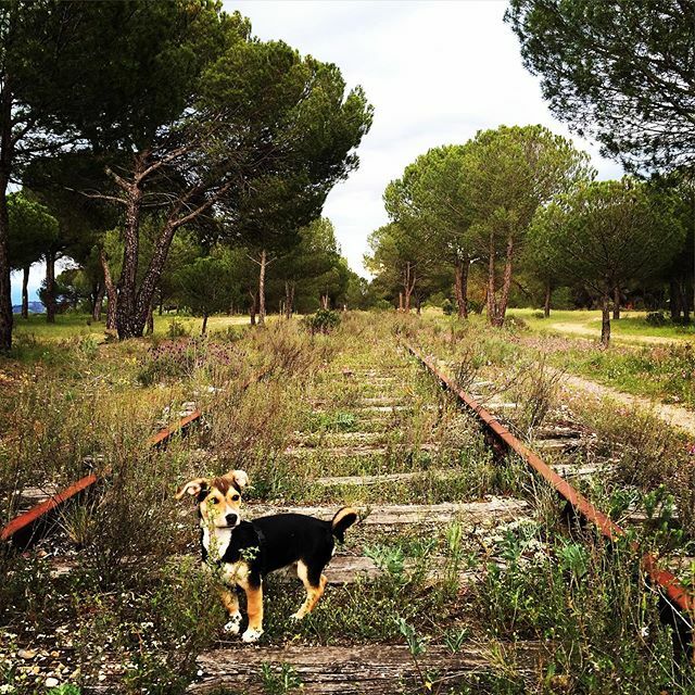wastewin7's tweet photo. No hay bosque lo suficientemente grande para parar a esta pequeña y menos aún si hay conejos con los que correr y competir en velocidad (huelga decir que los conejos son más rápidos 😆) #EmbajadorTrueInstinct #TrueNatural #DanaTheDog #ILoveMyPet #ILov… https://t.co/bTkNYaemus https://t.co/KfyodMBgNW