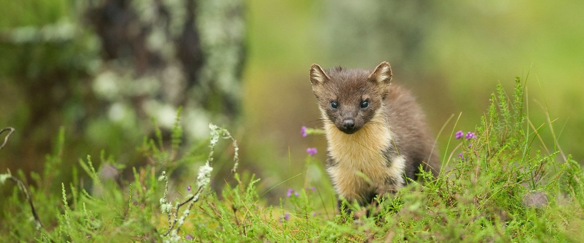ForestryEngland's tweet photo. Sign up for Forestry England #WildlifeUpdates and be the first to receive news about nature conservation projects, species reintroduction, events and much more... https://t.co/2slx6pZGIn https://t.co/NphkgRGGrx
