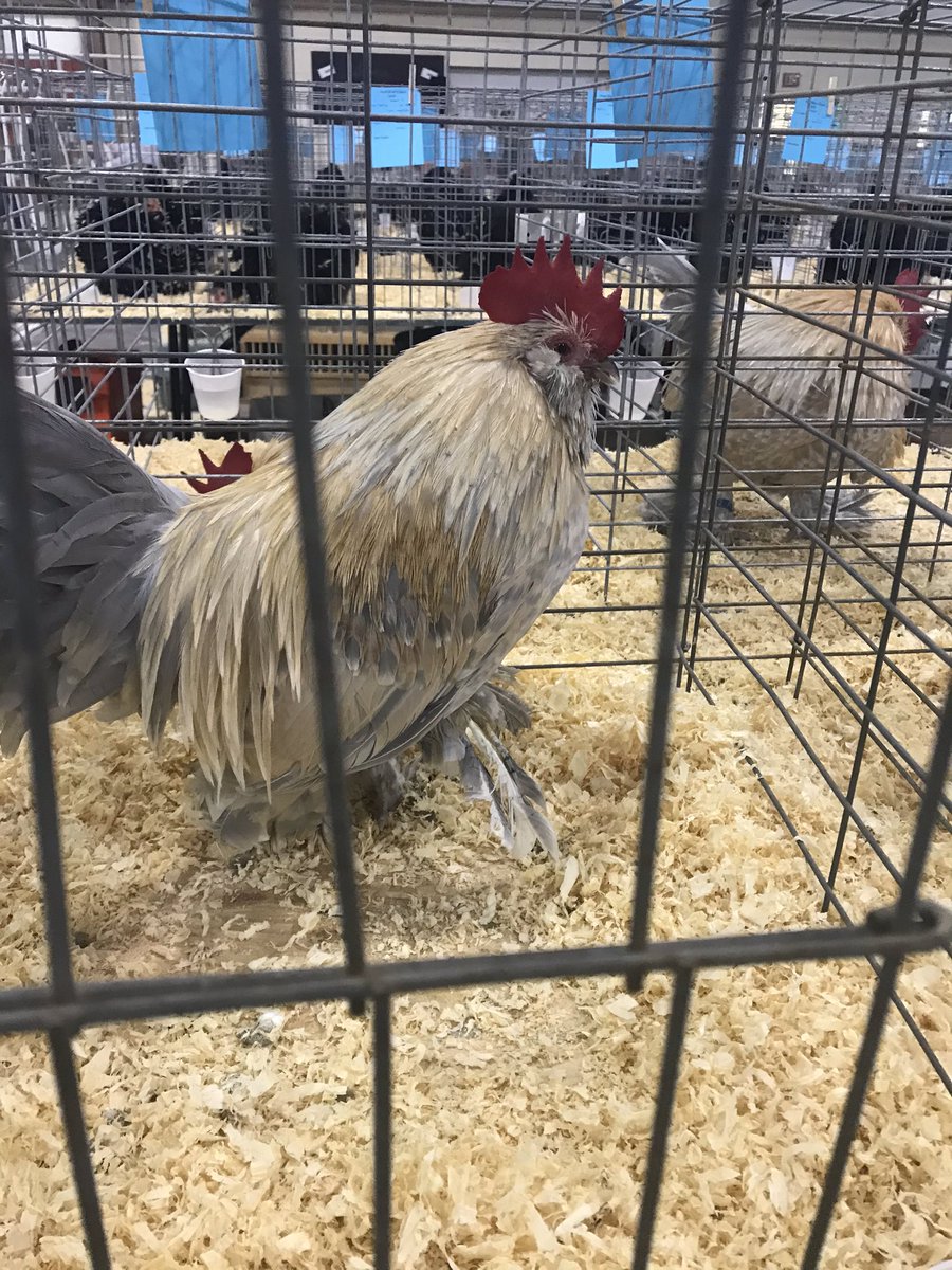 BackroadsStaff's tweet photo. What a beautiful and fun day in Columbia! The Columbia Expo Center hosted the sixth annual Pearl River Classic Show and welcomed visitors from dozens of states including, Wisconsin, Indiana, Michigan, Ohio, and Kansas to name a few. #chickenshow #tourism #experiencecolumbiams https://t.co/eo7wdnERTB