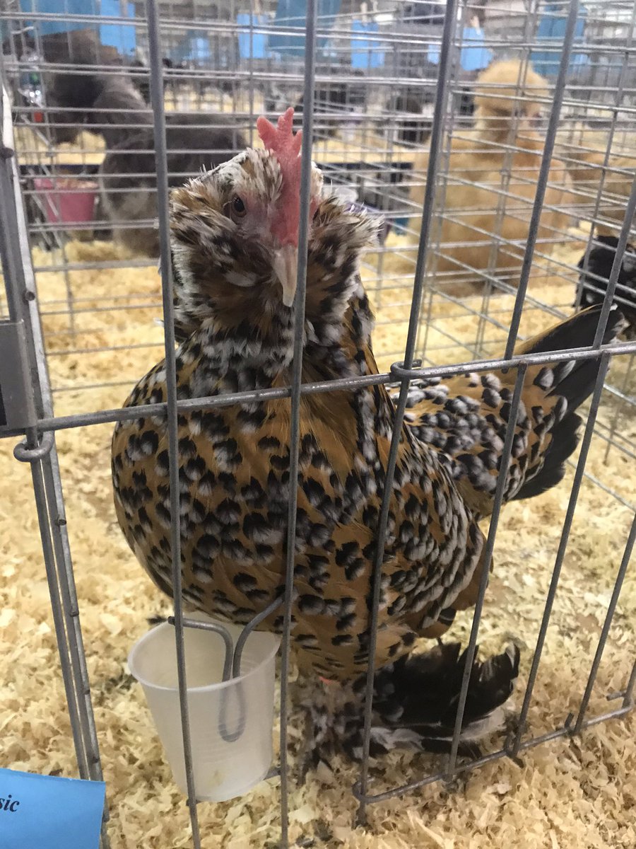 BackroadsStaff's tweet photo. What a beautiful and fun day in Columbia! The Columbia Expo Center hosted the sixth annual Pearl River Classic Show and welcomed visitors from dozens of states including, Wisconsin, Indiana, Michigan, Ohio, and Kansas to name a few. #chickenshow #tourism #experiencecolumbiams https://t.co/eo7wdnERTB