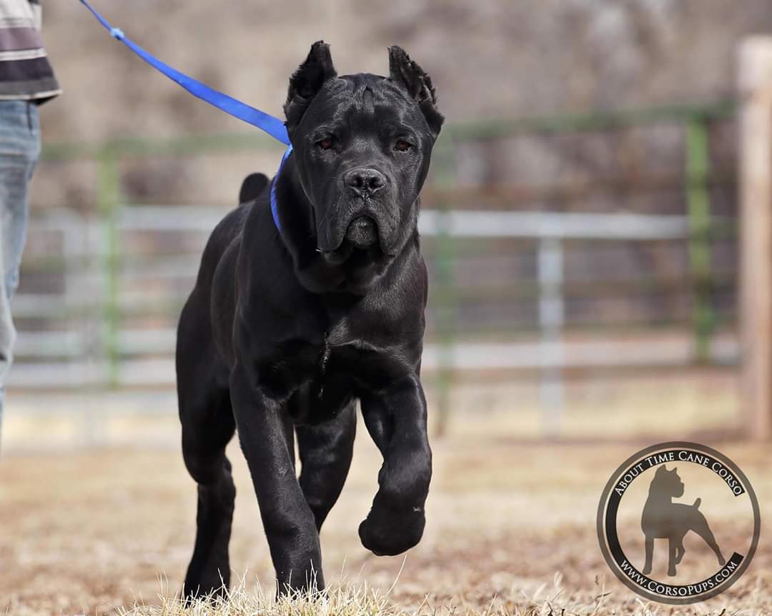 about time cane corso