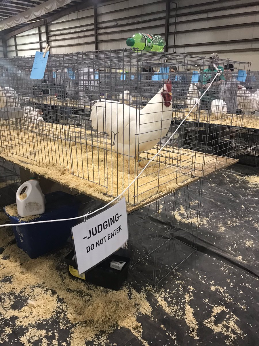 BackroadsStaff's tweet photo. What a beautiful and fun day in Columbia! The Columbia Expo Center hosted the sixth annual Pearl River Classic Show and welcomed visitors from dozens of states including, Wisconsin, Indiana, Michigan, Ohio, and Kansas to name a few. #chickenshow #tourism #experiencecolumbiams https://t.co/zIvK5jypN4