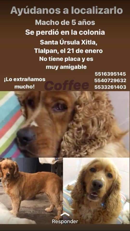 cristina rocha tweet media