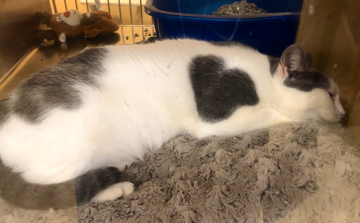 LuvPalm's tweet photo. You can see that Molly wears her heart on her “sleeve”. She’s almost 2 and is waiting for her furever home. Come and meet this sweet girl!
@PetSmartChariTs @PetSmart #AdoptDontShop #fostercats #CatsOnTwitter #pleaseRT https://t.co/DYyKUdS66T