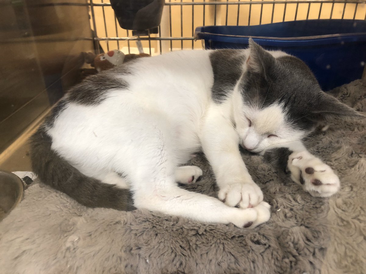 LuvPalm's tweet photo. You can see that Molly wears her heart on her “sleeve”. She’s almost 2 and is waiting for her furever home. Come and meet this sweet girl!
@PetSmartChariTs @PetSmart #AdoptDontShop #fostercats #CatsOnTwitter #pleaseRT https://t.co/DYyKUdS66T
