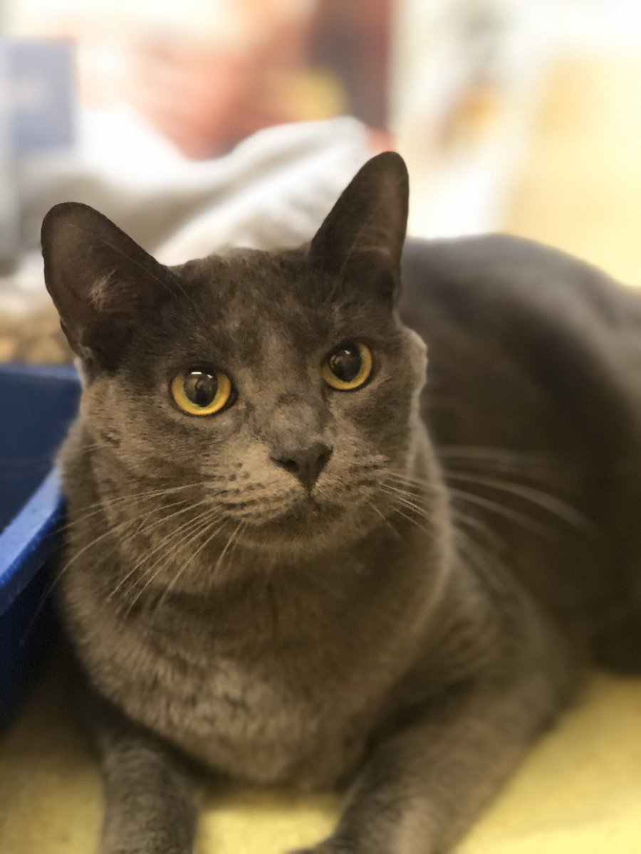 LuvPalm's tweet photo. Meet GG, this handsome fellow loves his hugs, snuggles, and being pet. Need a couch buddy? GG is your guy! Come down and meet him at @PetSmart 
#AdoptDontShop #Caturday @PetSmartChariTs #fostercats #PleaseRT https://t.co/gQQ28jhspo