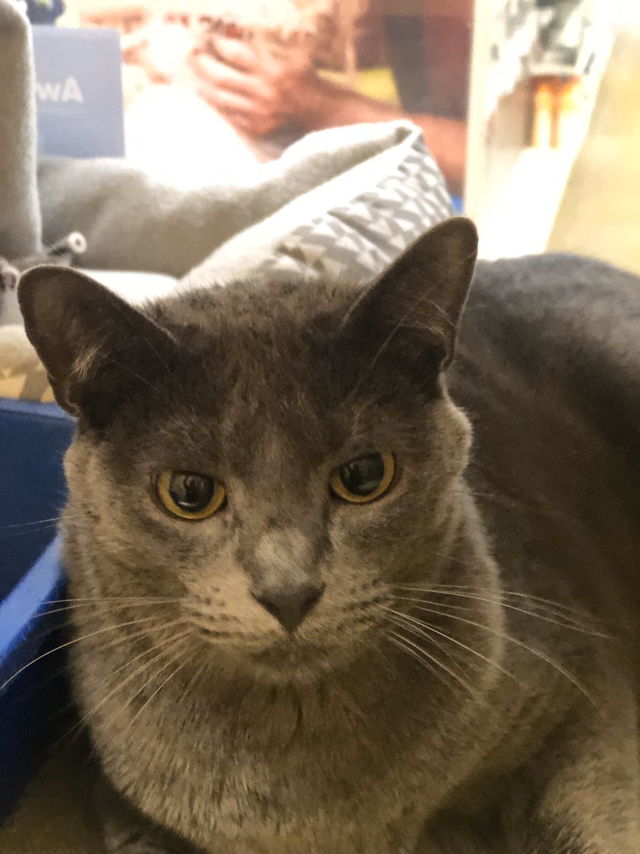 LuvPalm's tweet photo. Meet GG, this handsome fellow loves his hugs, snuggles, and being pet. Need a couch buddy? GG is your guy! Come down and meet him at @PetSmart 
#AdoptDontShop #Caturday @PetSmartChariTs #fostercats #PleaseRT https://t.co/gQQ28jhspo