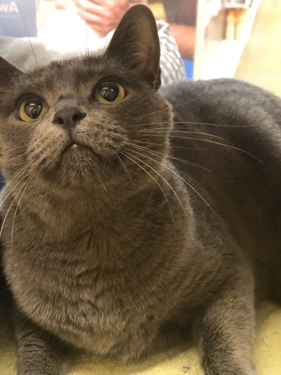 LuvPalm's tweet photo. Meet GG, this handsome fellow loves his hugs, snuggles, and being pet. Need a couch buddy? GG is your guy! Come down and meet him at @PetSmart 
#AdoptDontShop #Caturday @PetSmartChariTs #fostercats #PleaseRT https://t.co/gQQ28jhspo
