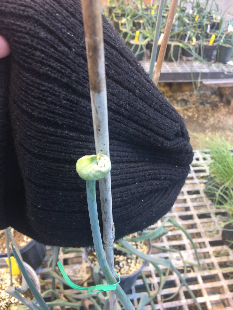 Jiffin6's tweet photo. Onion 🧅 is biennial plant, but breeding cycle can be shorten by speed breeding approaches. Seed-bulb-flower in 9 months @DrHikov @HickeyLab https://t.co/jssyo6aFCk