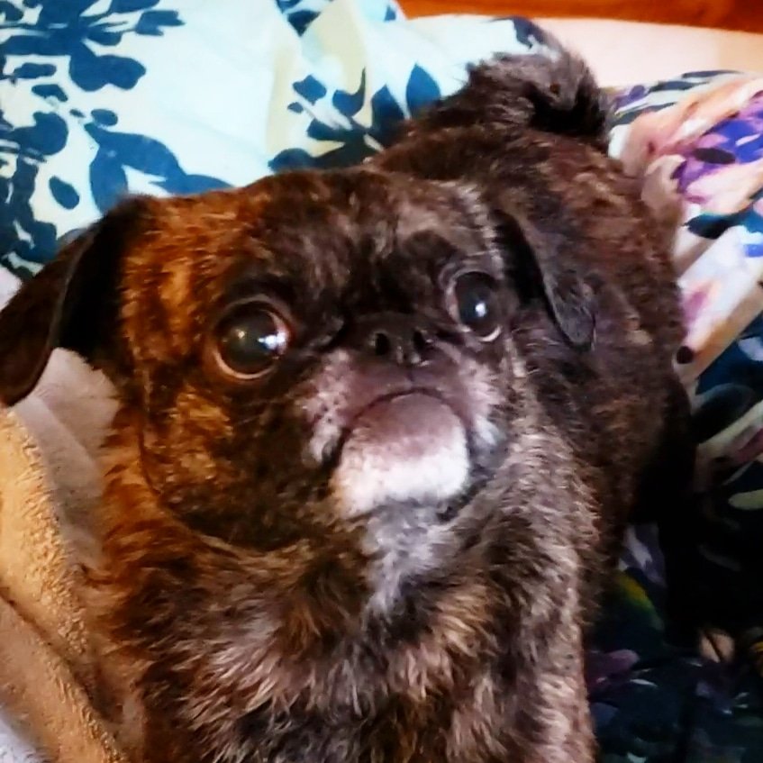 funaek's tweet photo. I love it when Monkey gives me her muppet face! #monkadoodledoo #muppetmonkey #muppetpug https://t.co/qc3d4yJ6Fh