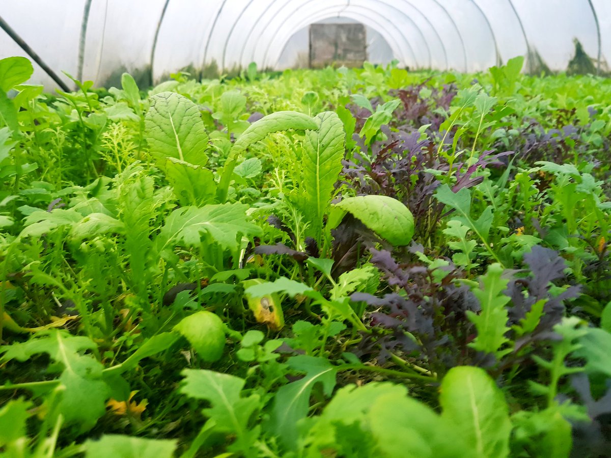 Fantastic mixed leaves at Lisnavagh walled garden during the week . For winter &amp; spring salads. #igrowfood