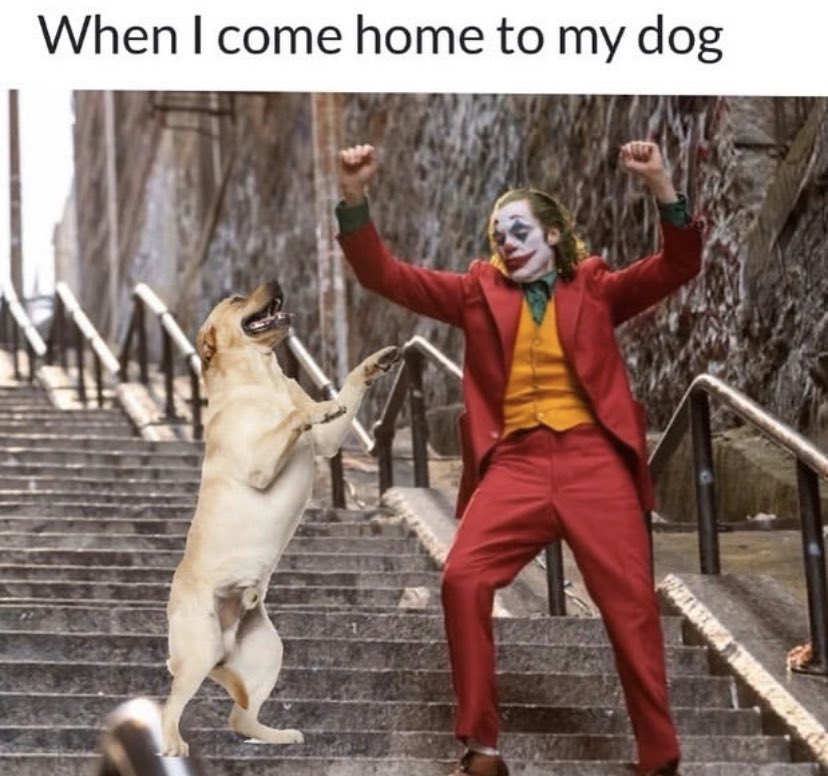 Pilz Fokus häufig funny mp4 memes Zusatzstoff Überschuss Echo