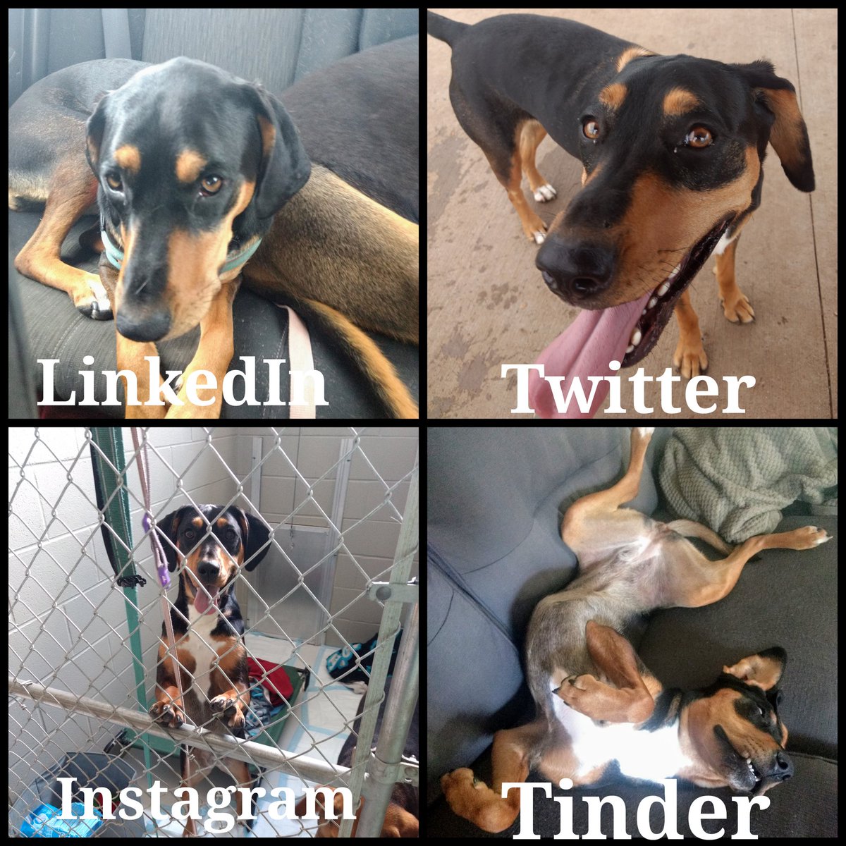 Jumping on the #collage #meme wagon the ever comical Liara 🐶🐾