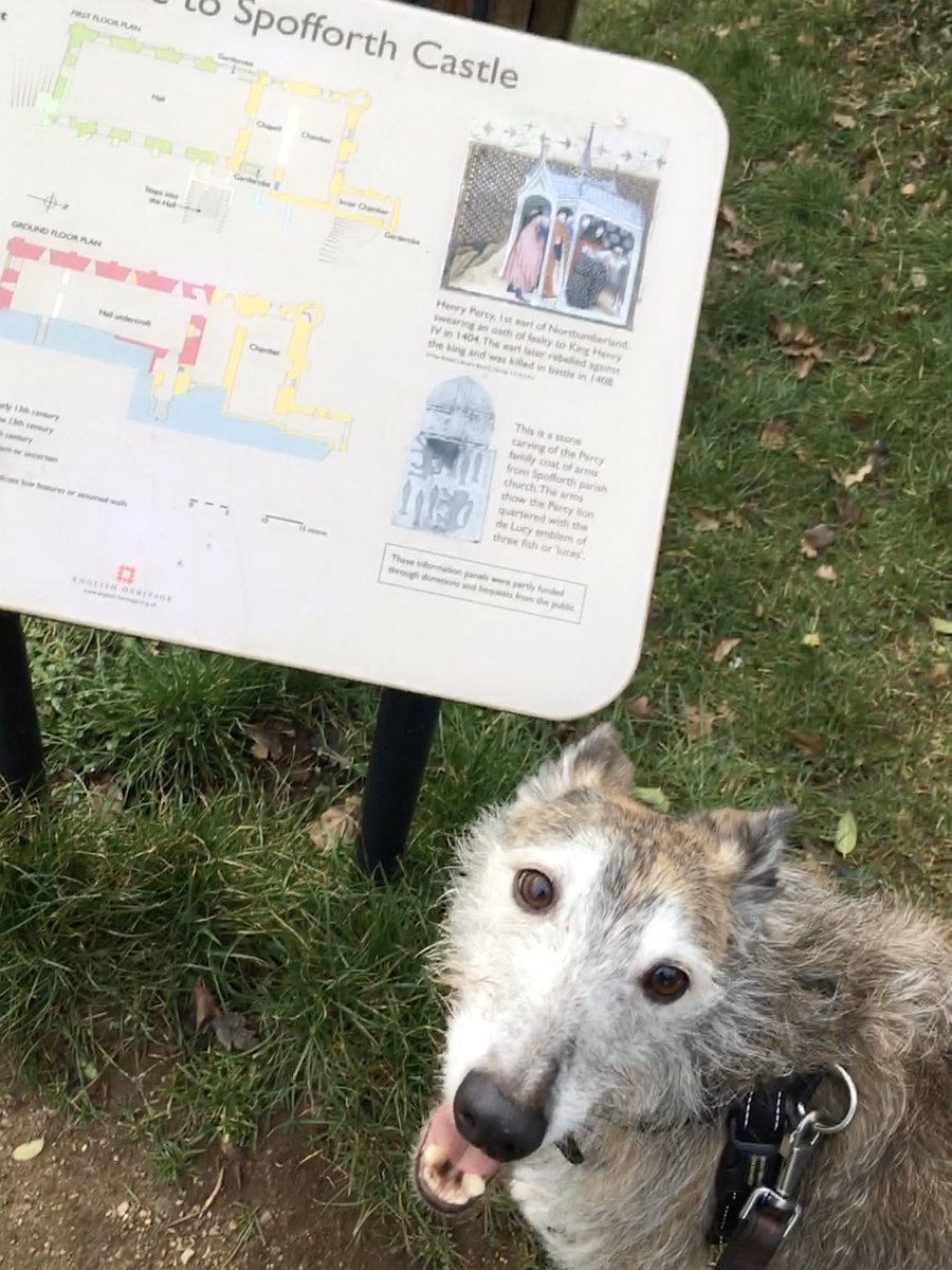 hairymansam's tweet image. Today we went to #Spofforth Castle. Another @EnglishHeritage site!

I really enjoyed this place. My visit was sandwiched between two megaruns at the playing field round the corner.... and coming back from my second run, I tried to visit the castle again!!

#historyhound