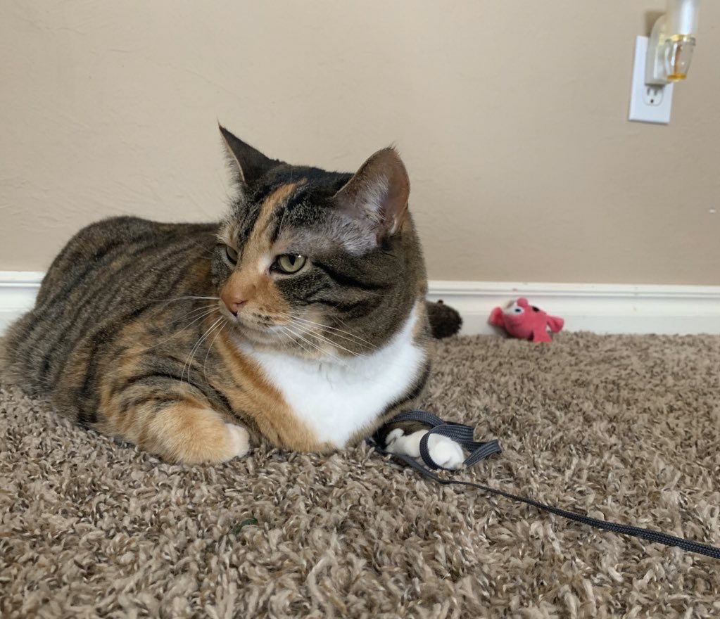 LifeOfPatches1's tweet photo. My shoelace. https://t.co/MM8yMbFd2k