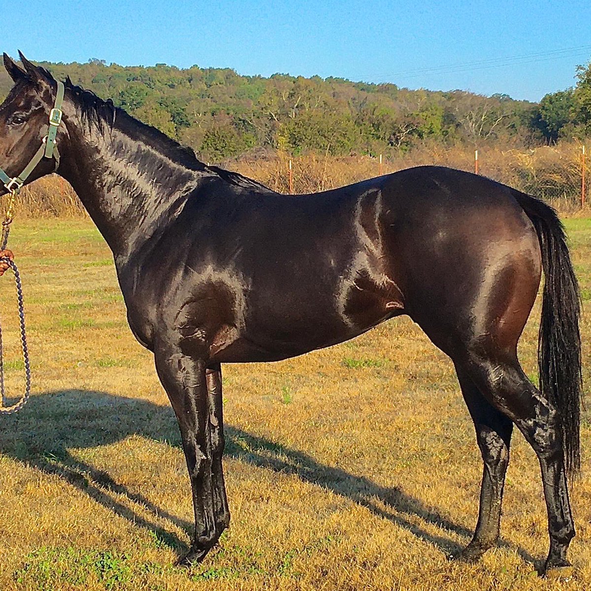 RacingDmw's tweet photo. #SecretBiscuit has been entered in R1 MSW at @deltaracing for 5 Furlongs for his first out next Friday! Trainer is Tim Dixon. @DaveyWilkett @RossEverett @Wilkettmatt #okeybred #Horseracing https://t.co/9XTFbDnVZV