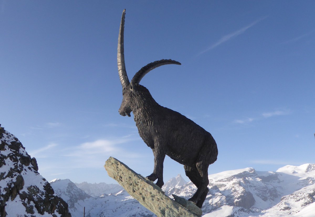 Stambecco al Colle Sarezza
#Champoluc
#Visitmonterosa
#Cervin 
#Freerideparadise 
#ibex 
#Monterosa