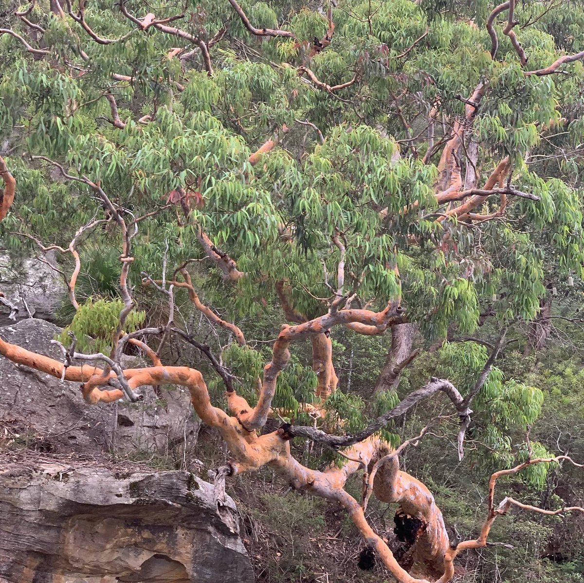 Bethaney7Karen's tweet photo. #AustraliaDay no flag only our natural landscape. #kuringai #NationalPark in honour of the #indigenouspeoples https://t.co/25z6ZHo6uC