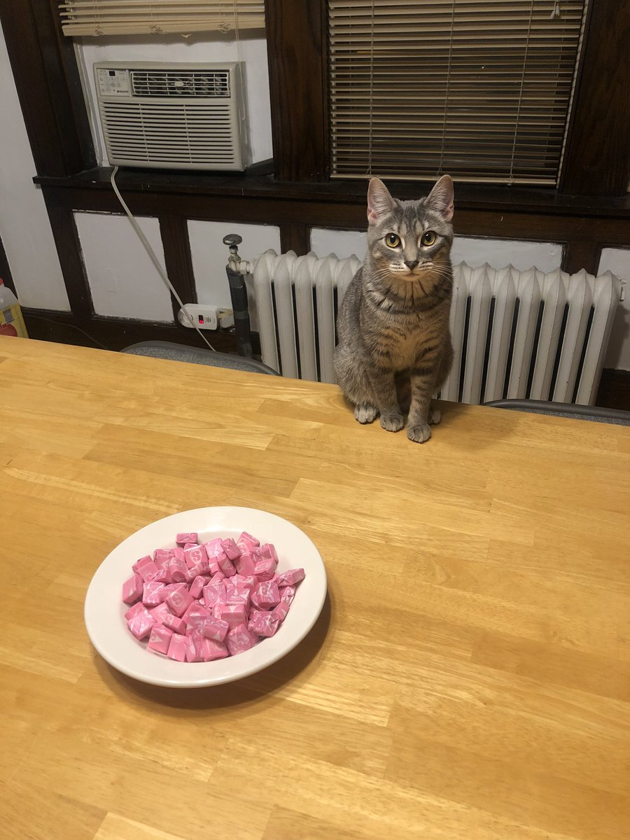 allyhans's tweet photo. freeloader Layla (has made zero efforts to pay rent) has decided to contribute to tonights house party https://t.co/3M2t9xMehB