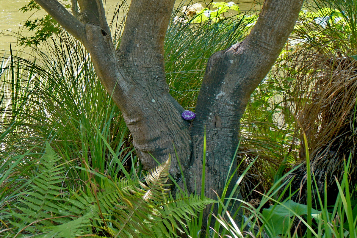 Sigre_World's tweet photo. A tree with a message
#smile #paintedstone #paintedrock #rockpainting #rockart #stonepainting #stoneart #Christchurch #NewZealand #nature #naturephotography #tree #pond #watergarden #a6500 #Ileftitthere https://t.co/5R2QZaYGeX