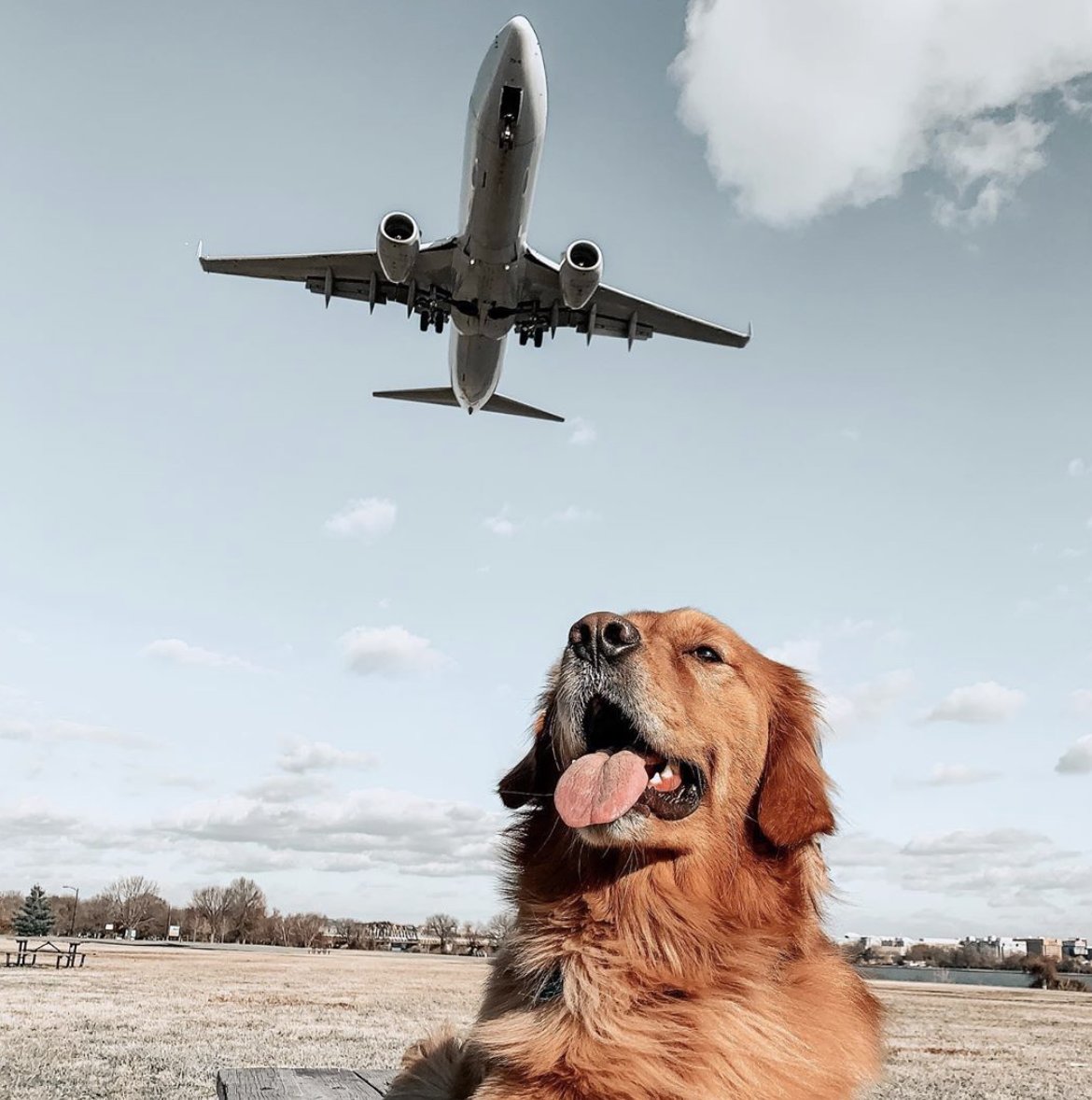 flycarepod's tweet photo. Less stress and more yes! We’ve partnered with @delta to provide a smart solution for pet owners that allows families &amp; pets to stay connected and travel safely together. To discover more about CarePod, just go to our website! Image credits: @lincolns_golden_life #flycarepod https://t.co/7KDrm5cdX4