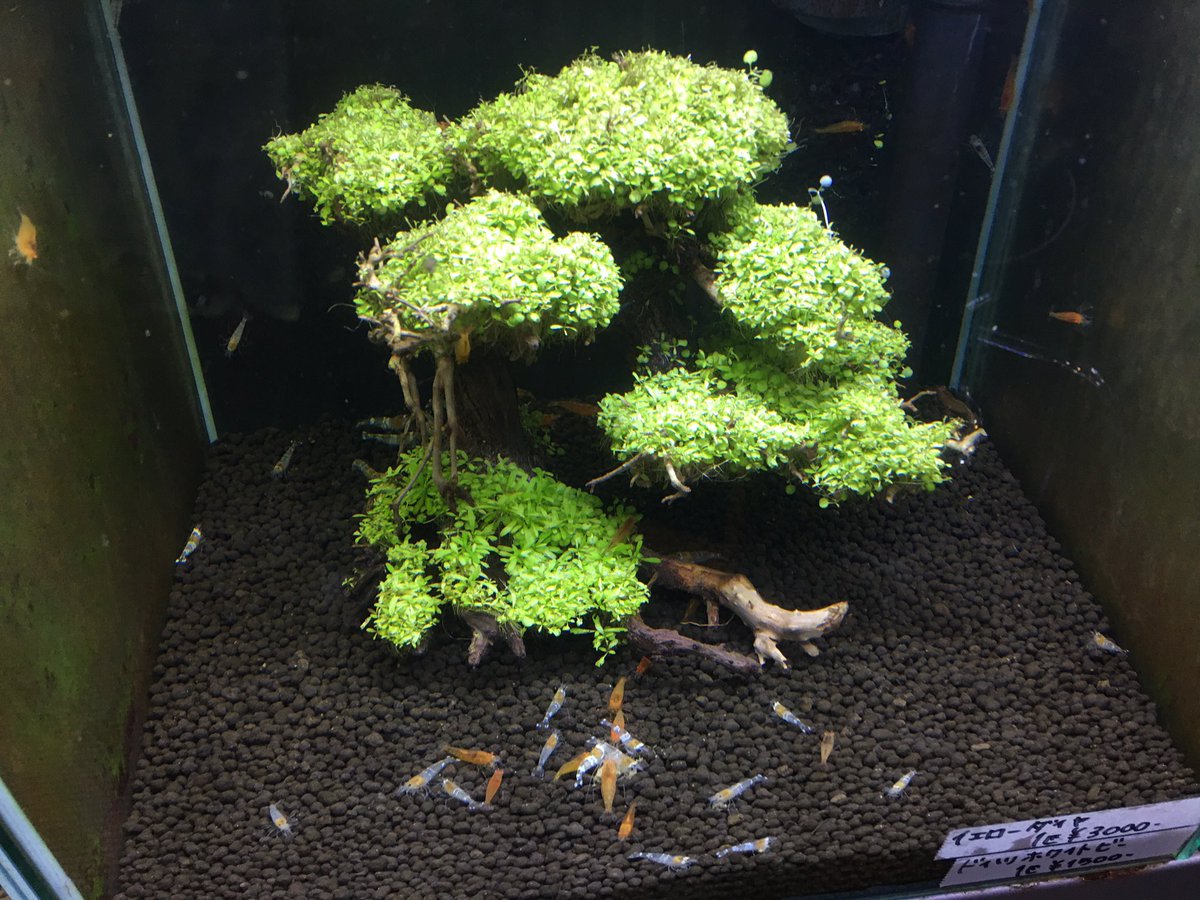 LOWKEYS2006's tweet image. 新春イベントラッシュ‼️第3弾

フォロー&amp;amp;RTで画像の水草活着盆栽流木を1名様にプレゼント！締切30日夜まで

画像水槽は30キューブ

2月8日　LOWKEYS 14周年祭
lowkeys.co.jp
3月1日　アクアリウムラリー大阪
aquariumrally.com/phone/
3月18日　シュリンプアワード
lowkeys.co.jp/ShrimpAward.ht…