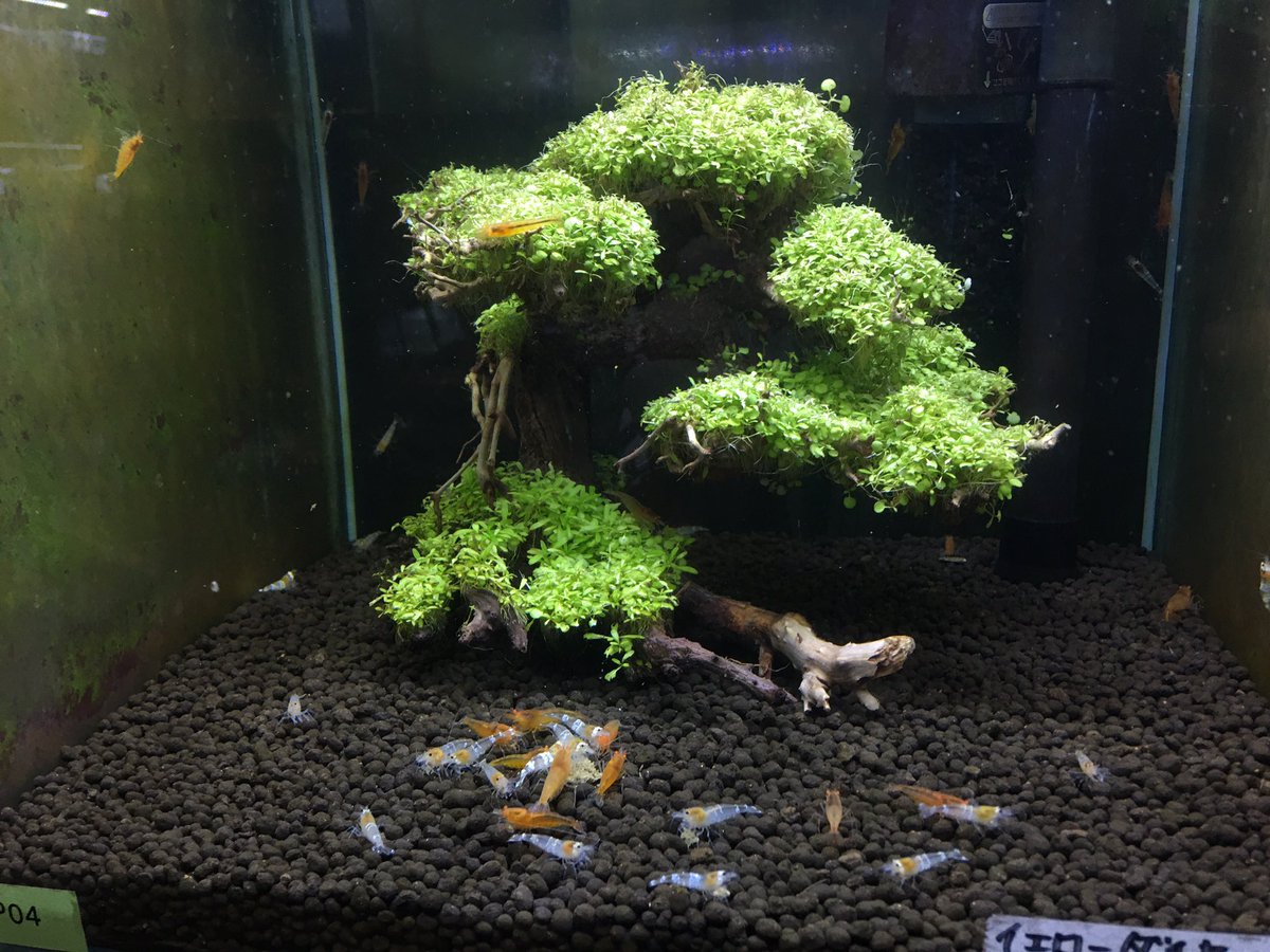 LOWKEYS2006's tweet image. 新春イベントラッシュ‼️第3弾

フォロー&amp;amp;RTで画像の水草活着盆栽流木を1名様にプレゼント！締切30日夜まで

画像水槽は30キューブ

2月8日　LOWKEYS 14周年祭
lowkeys.co.jp
3月1日　アクアリウムラリー大阪
aquariumrally.com/phone/
3月18日　シュリンプアワード
lowkeys.co.jp/ShrimpAward.ht…