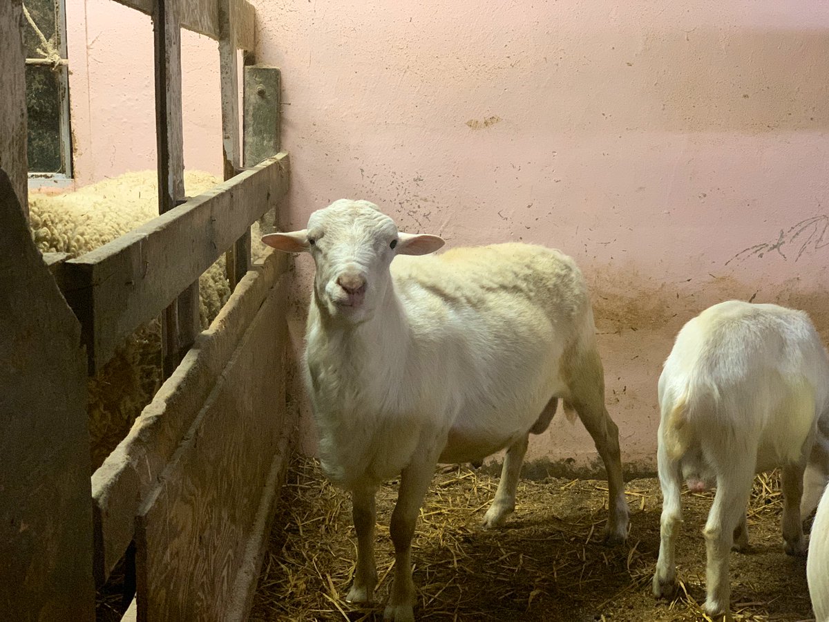 公式 服部牧場 この子はヤギorひつじ どっちでしょうか 服部牧場 ヤギ 羊
