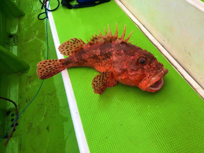 オニカサゴの特徴 見分け方 写真から探せる魚図鑑