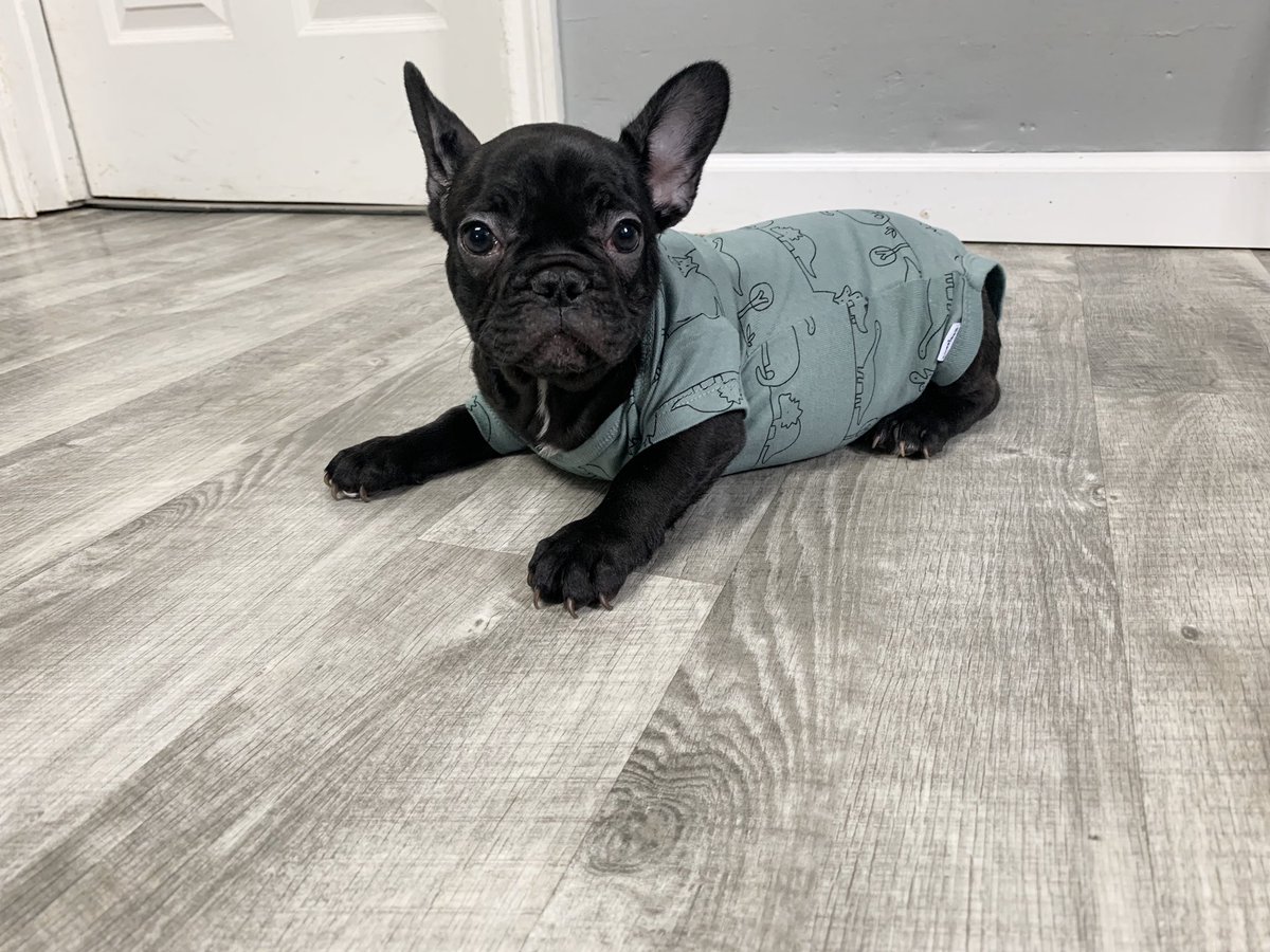 batdogbullies's tweet photo. Handsome boy is available! https://t.co/yRH3Yj5jE0