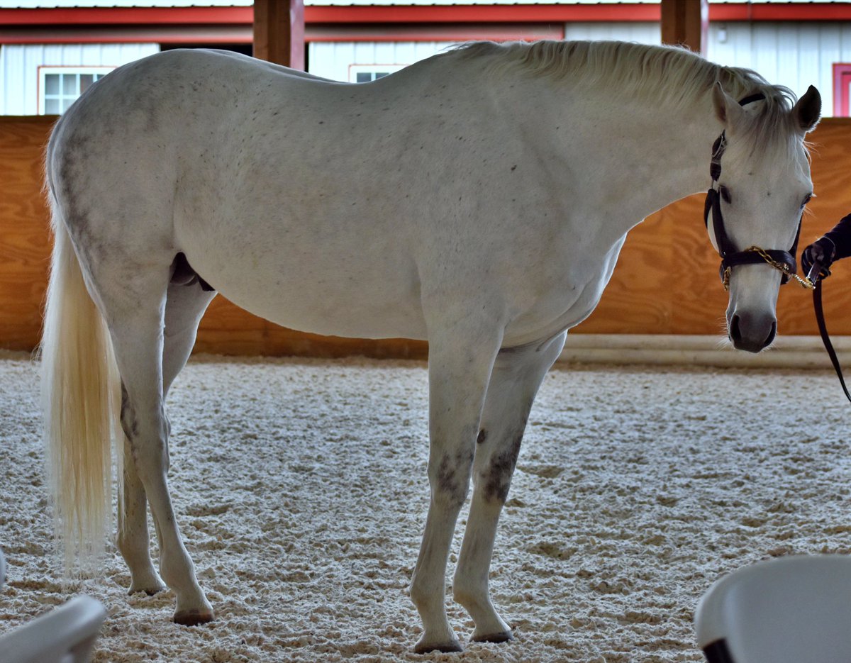 Flashbackpa's tweet photo. Did you know the sire of an Eclipse Award winner stands right here in PA? Come meet Flashback, sire of British Idiom, Champion 2yo Filly, tomorrow at @DiamondBFarmPA’s stallion show. 12-3 pm 1671 Tilden Rd, Mohrsville PA https://t.co/opzC33PbRE
