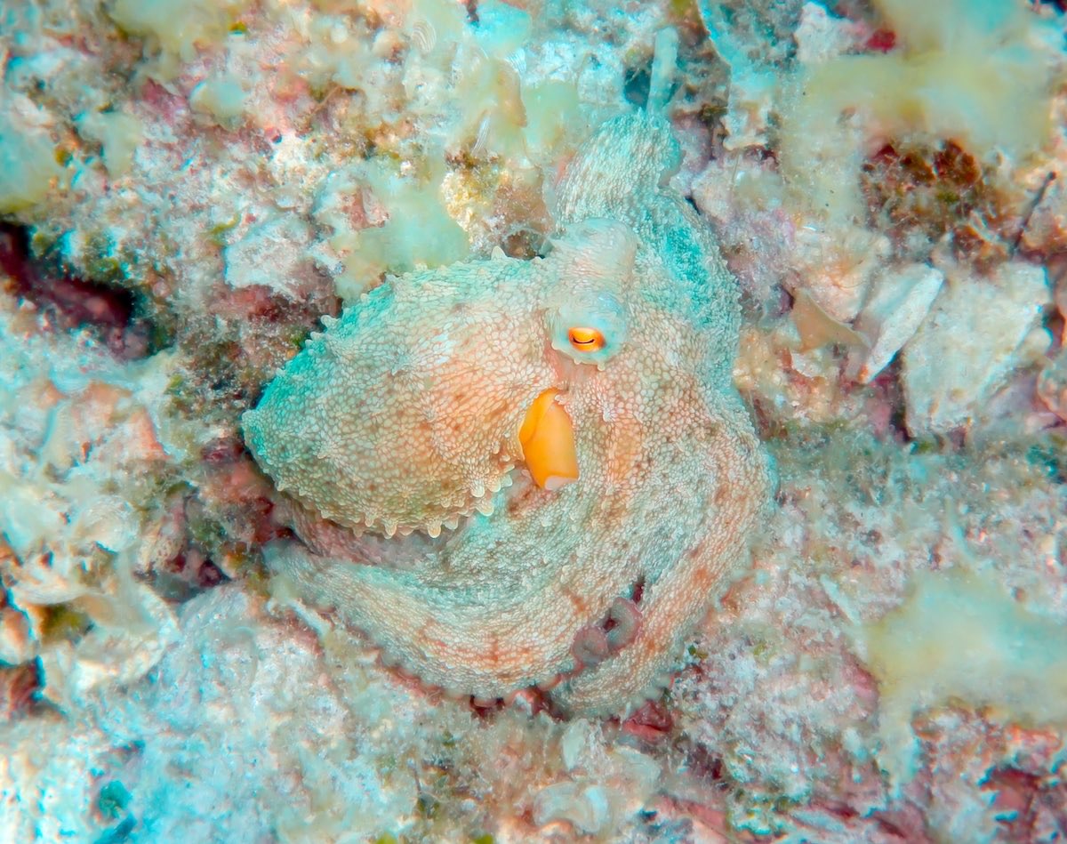 .  Rondae Hollis      Mediterranean     Jefferson         Octopus