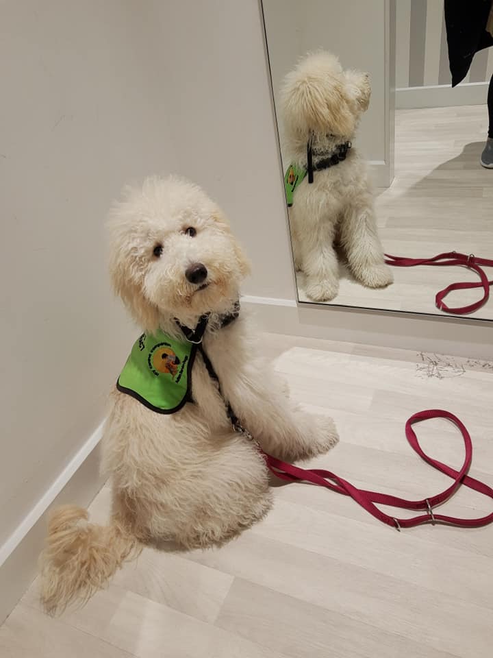 mycaninecompani's tweet photo. Look at the fluffiness that is Karen π₯°π₯°π
#puppylove #futureautismservicedog #autism https://t.co/sswXdddUD1