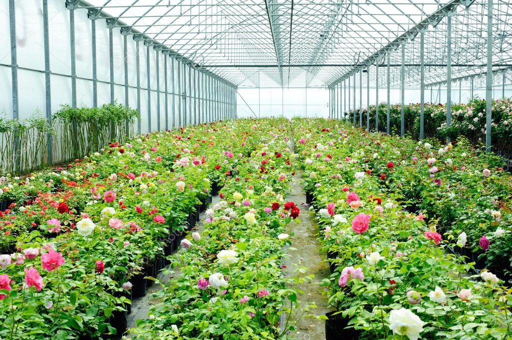 climapod's tweet photo. π Beauty of Greenhouse Flowering βοΈ
Grow tasty organic food year round with ClimaPod π Greenhouse
#hothouse #glasshouse #winter #gardening #fourseason #cultivation #cultivation #farming #greenhouse #climashell https://t.co/KUorb1GBoQ