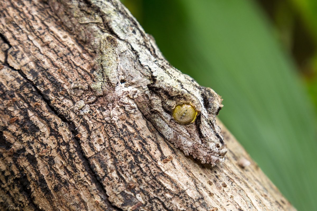 .       Kyle            Leaf-tailed      Lowry           Gecko