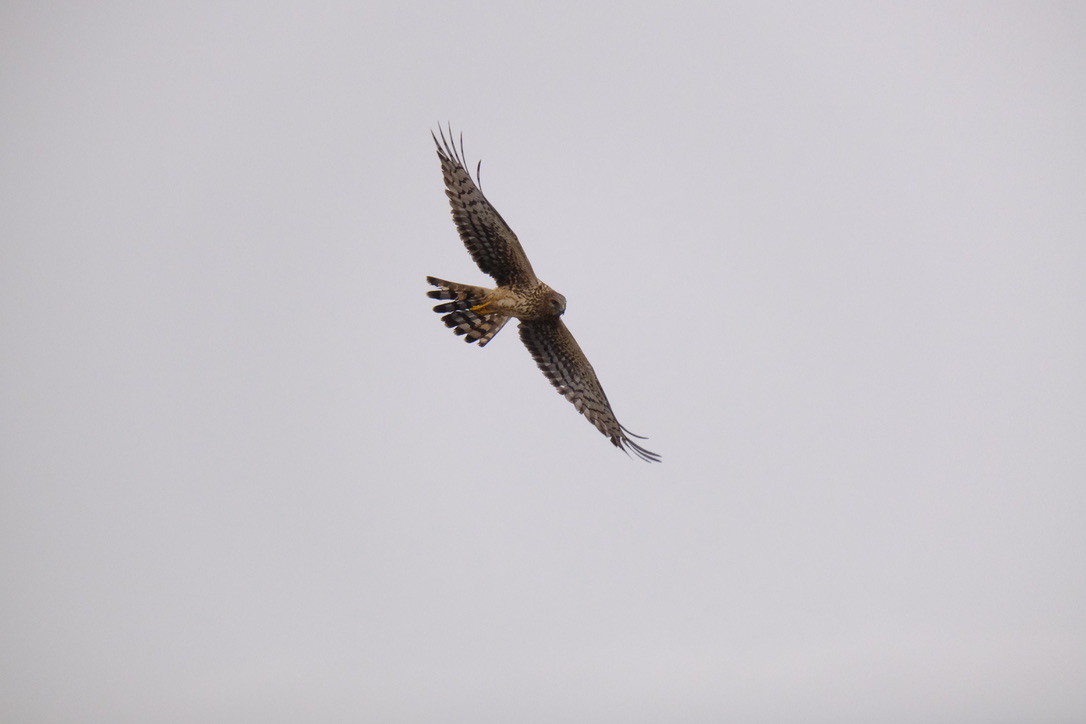 A northern harrier hawk banks away from the camera as it seeks prey below (Delta BC)