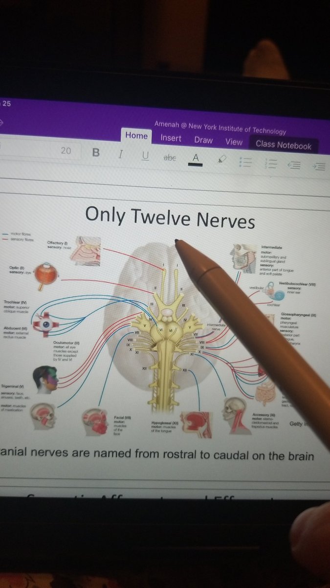 Amenah123Emma's tweet image. OMS1 #precomp