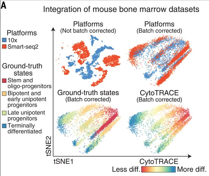 mmw_lmw's tweet photo. #Developmental_Potential | Single-cell transcriptional diversity is a hallmark | a computational framework #CytoTRACE for predicting differentiation states | Aaron Newman @Stanford @sciencemagazine https://t.co/rnb4GIOhFu https://t.co/qjfA10tLM5