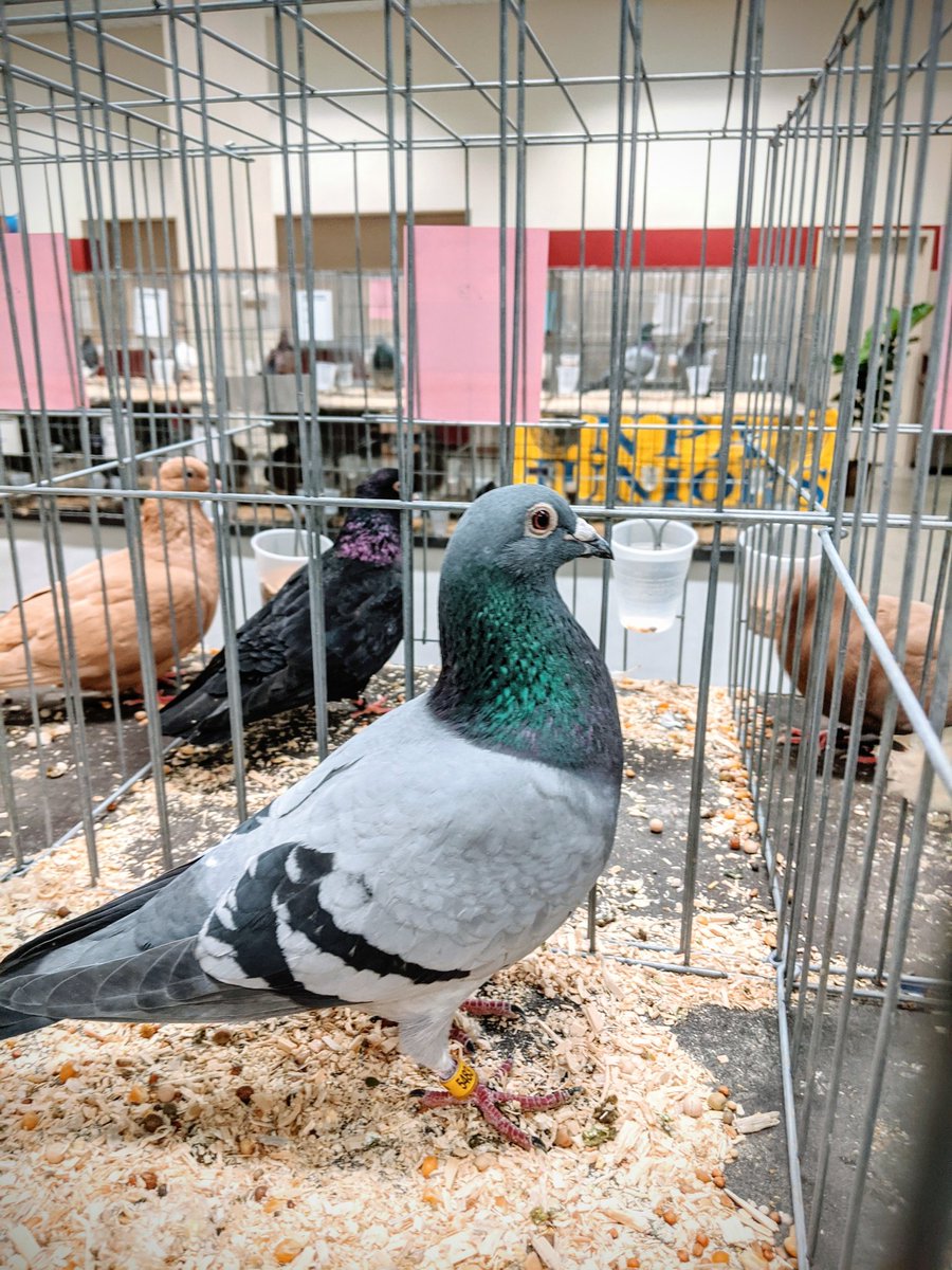 Erin Jarvis tweet media