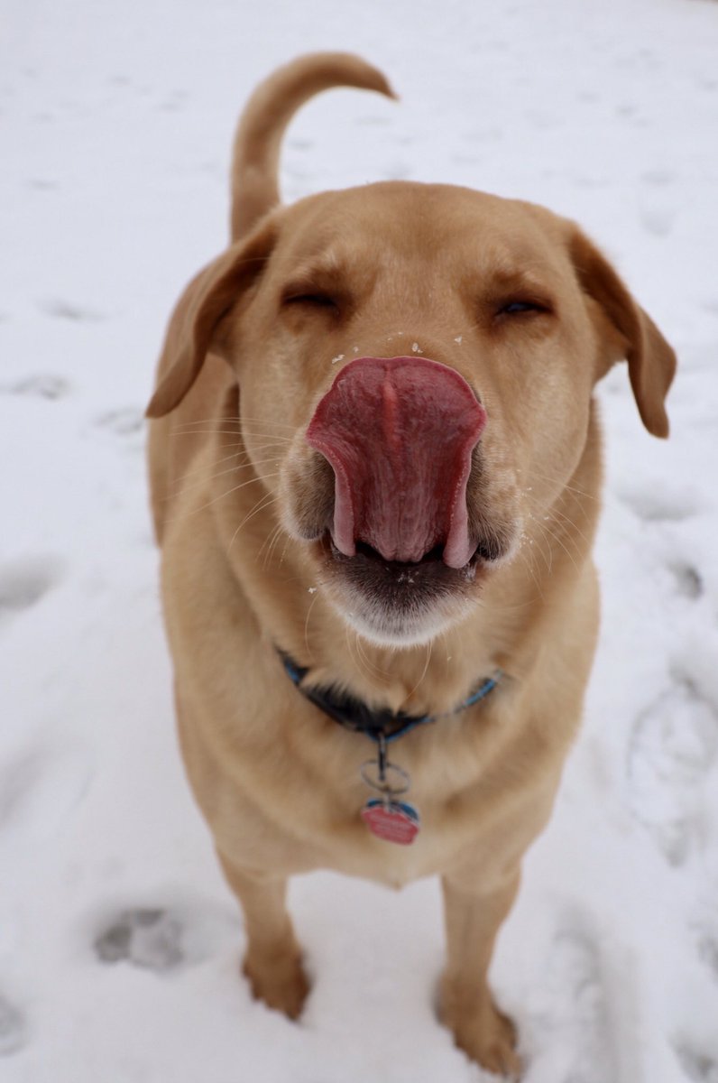 haleyYAYgrr's tweet photo. he loves the snow ❤️ https://t.co/atxgfl18Ex
